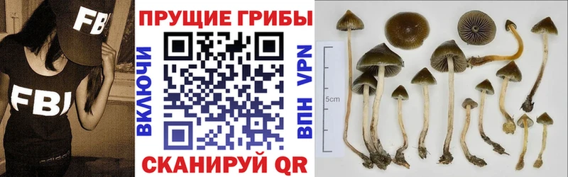 Псилоцибиновые грибы Psilocybine cubensis  Копейск 